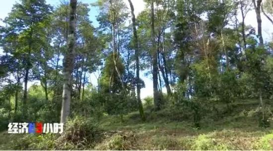新班章村的古茶园