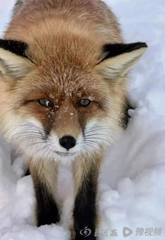 滑雪场的狐狸（图据吉克普林滑雪场公众号）