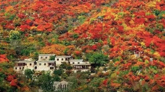▲房山区周口店镇黄山店村坡峰岭景区民宿