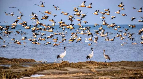  青海湖黑颈鹤&nbsp;葛玉修摄