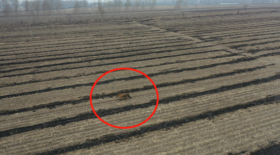 △ 东北虎“完达山1号”