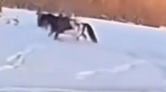 相关视频截图。