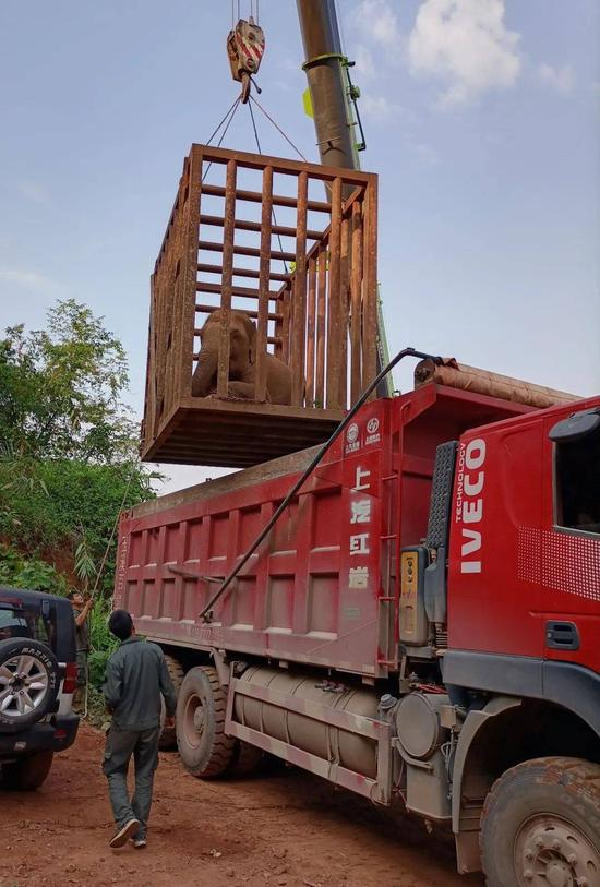  （图说：今年5月18日，云南勐腊收容肇事野象一头。图源央视新闻客户端）