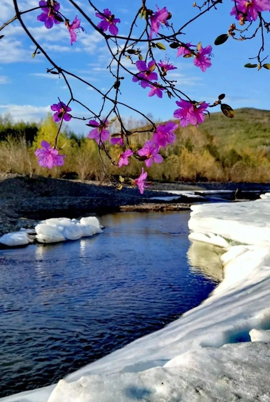 　·5月，塔河的达子香开花了。