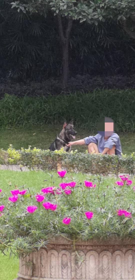  图据网络，遛狗人和伤人德牧