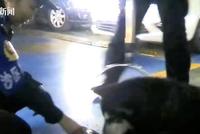 阿拉斯加大闹客运站 民警收留把它当“警犬”养
