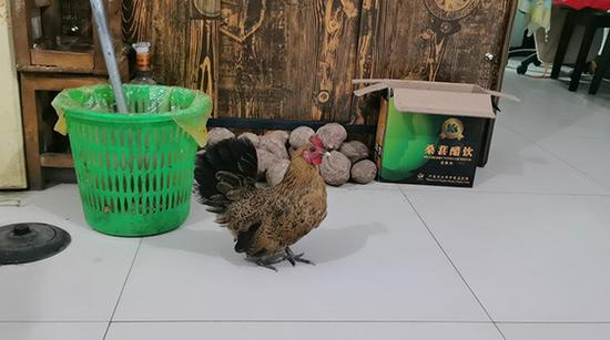  赵作海家养的宠物元宝鸡