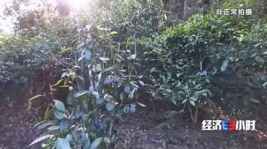  原始森林里的茶园