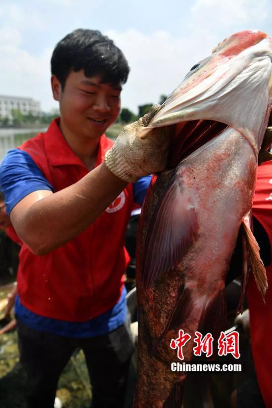 图为一条被捕捞上岸的大鱼。 张浪 摄