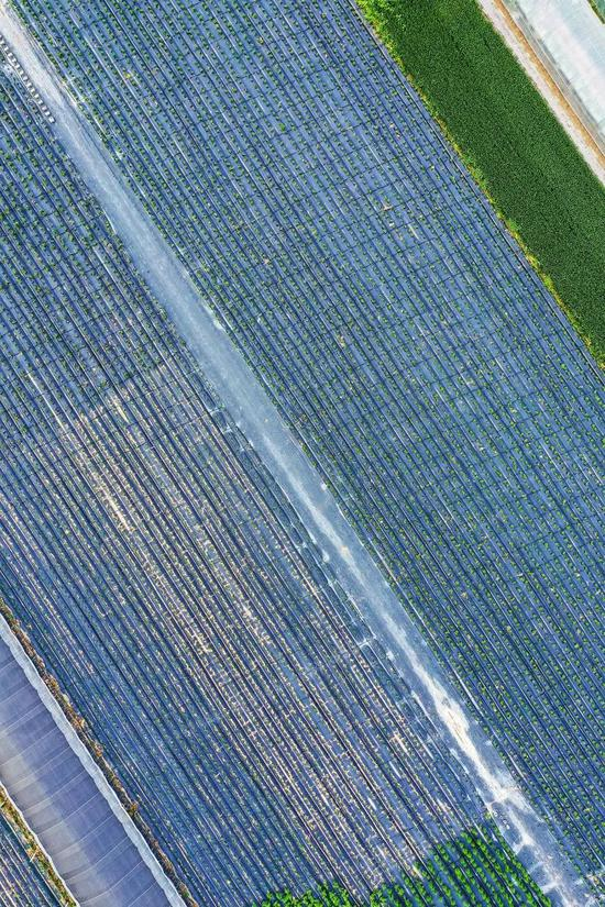  ▲ 徐州新沂市唐店街道的地膜种植。摄影/李琼