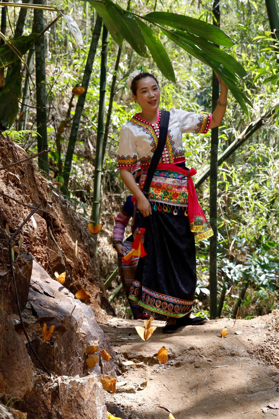  图为游客在蝴蝶环绕的林间漫步。李嘉娴 摄