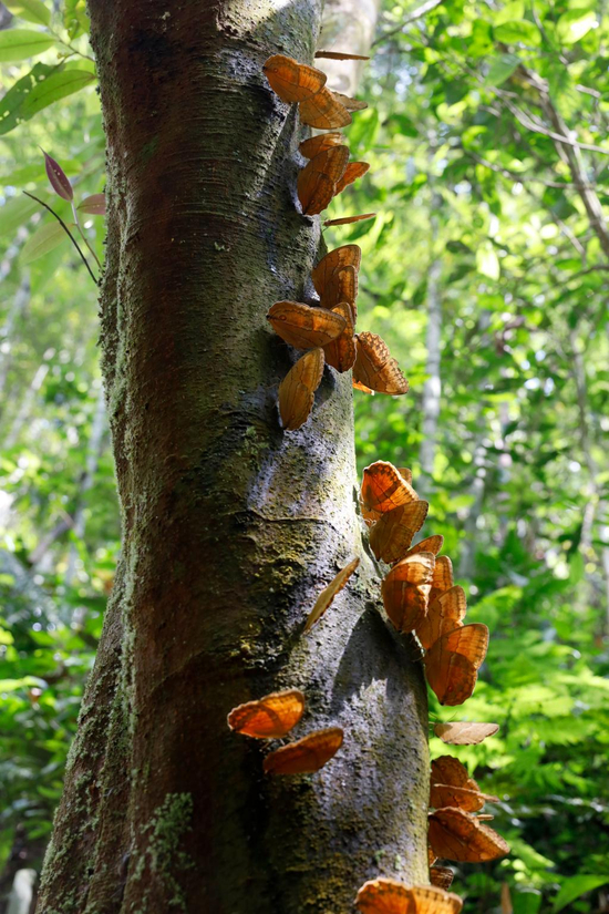 图为成群的蝴蝶栖息于树干上。李嘉娴 摄