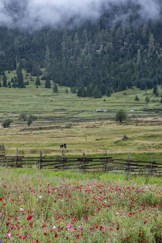  这是鲁朗高山牧场景区风光。新华社记者 孙非 摄