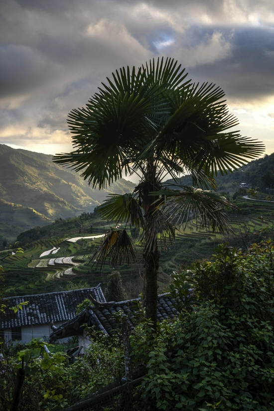 　　哀牢山既有综合的科考价值，也为村民带去生存希望，山腰上种植茶树、水稻、玉米等作物。（金海 摄）