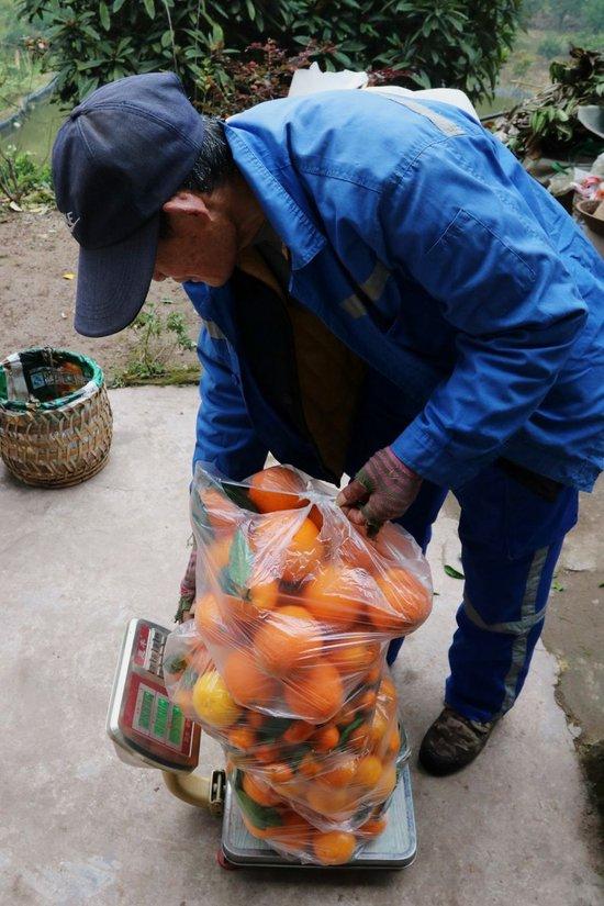 客人前往柑橘园选购柑橘，果农正在称重。 沃佳 摄