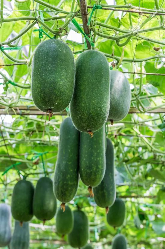 ▲ 寿光蔬菜高科技种植示范园内培育的小西红柿、西瓜、冬瓜。图/图虫·创意