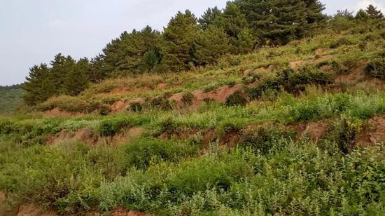 大黄梁山顶平整过的土地，因为没有水电至今无人耕种，一片荒芜。图片来自视频截图