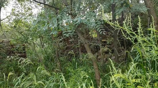 1998年以前，李淑贤家在马架沟里的家。十几年过去了，房屋已被草树掩没。&nbsp; 图片来自视频截图