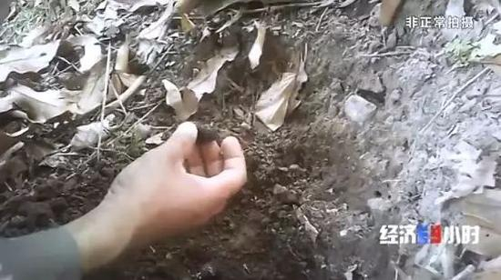  刚刚种下不久的茶籽