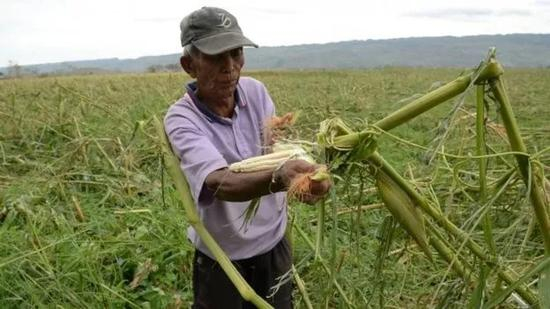  ▲农作物几乎全被摧毁 图据法新社