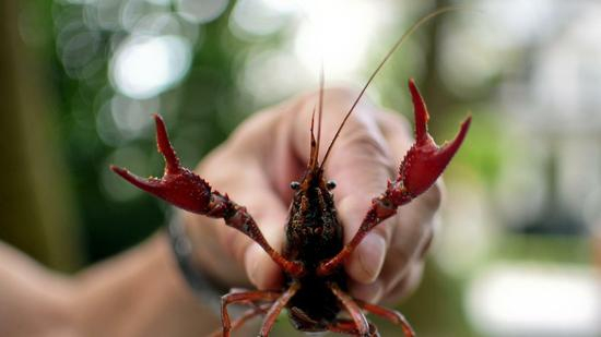 德国小龙虾泛滥成灾（图源：《每日镜报》）