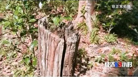  砍树留下的树墩