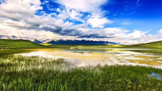 鸳鸯花海&nbsp;张树民摄