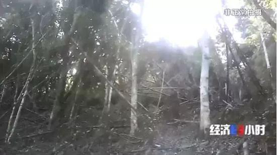  已经倒伏的竹林