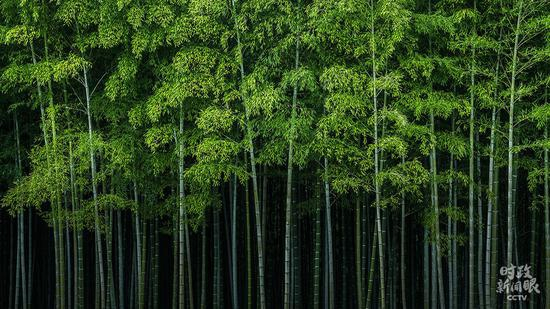  △安吉竹海。电影《卧虎藏龙》曾在安吉取景。