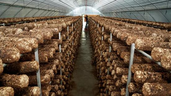 　茅台集团扶持的食用菌基地