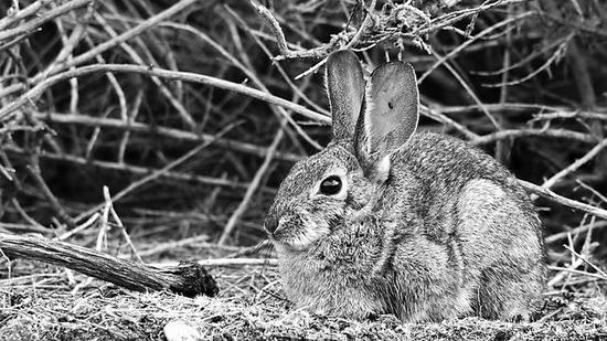 沙漠棉尾兔很容易感染新型兔出血症病毒。图片来源：JOHN J。 MOSESSO/美国地质调查局