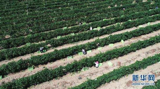  在宁夏银川市永宁县闽宁镇的立兰酒庄酿酒葡萄种植基地，农户在田间采摘葡萄（2019年9月3日摄，无人机照片）。新华社记者 王鹏 摄