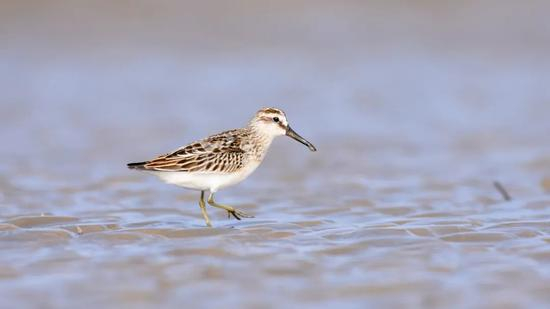阔嘴鹬（新增二级） 郑运祥/摄