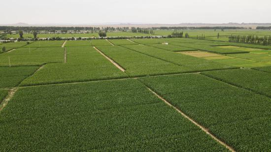 这是甘肃省张掖市临泽县平川镇四坝村玉米制种基地（2020年8月11日摄，无人机照片）。新华社记者张智敏摄