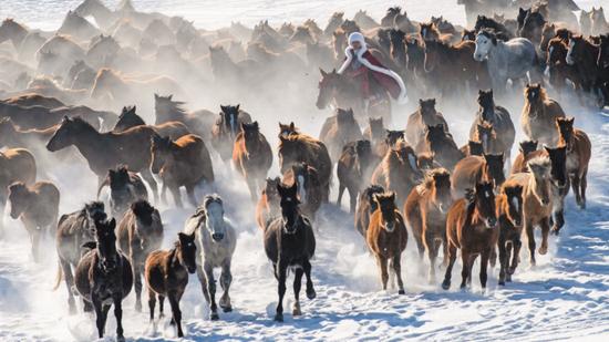  ·贺娇龙办公室里，悬挂着她在马群中策马奔腾的照片。