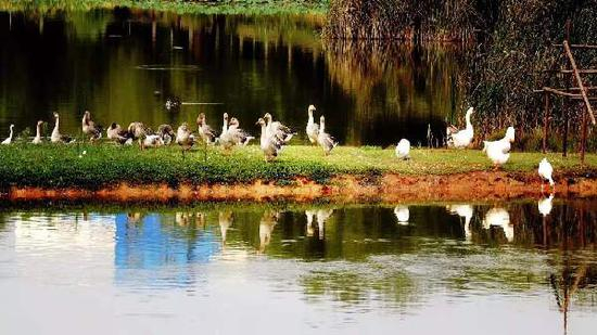 平顶山市白鹭洲国家城市湿地公园里的禽类