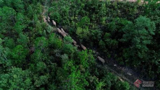 迁徙中的象群 图源：红河州林草局