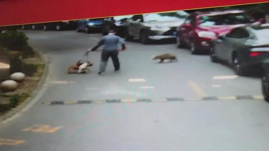 △清晨，陈先生的宠物狗被貉攻击（监控录像截图）。