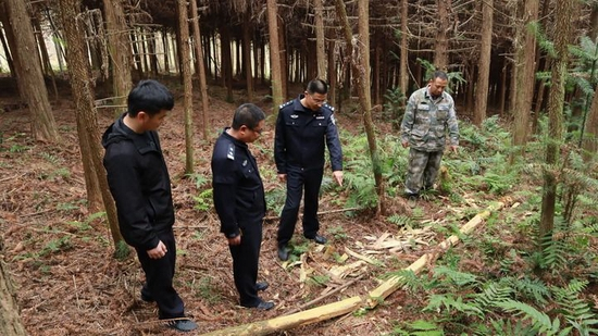  福建省南平市浦城县公安局石陂森林派出所所长郭晓强（右二）在盗伐林木案件现场分析作案动机（2020年12月11日摄）。新华社记者 赵雪彤 摄