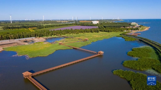  吉林松原查干湖湿地（2020年7月20日摄，无人机照片）。新华社记者 张楠 摄