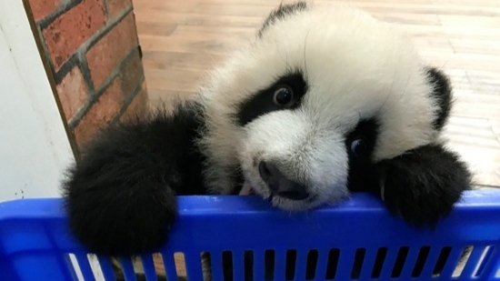 小时候的“芝麻”