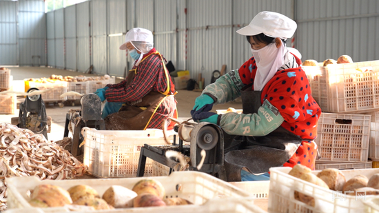 芋头经过初步冲洗后，会被送到削皮车间进行加工（央广网记者 黄月芬 摄）