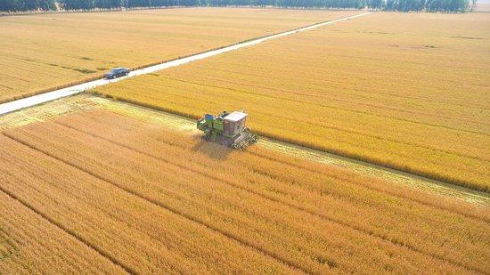△ 2023年6月5日，山东聊城茌平区贾寨镇王药包村，收割机在田间进行小麦收割作业。
