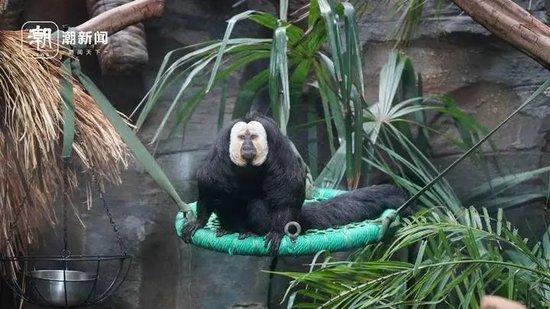 南京市红山森林动物园里的白面僧面猴“杜杜”。 记者 阮帅 摄