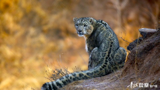  ѩ����׿�����