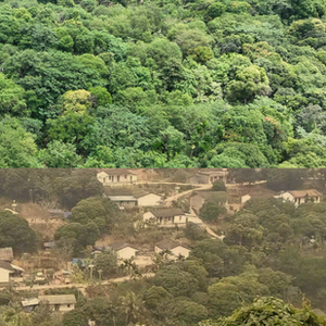 逢山开路 遇水架桥｜雨林里的改革探索(含视频) 海南 国家公园 雨林 体制 热带雨林 三江源 南开乡 大熊猫 小岗村 濒危物种 sina.cn 第2张