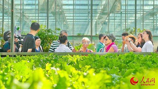 在新疆昌吉农业博览园,中外汉学家、翻译家、作家参观新疆现代农业种植情况。人民网 李欣洋摄