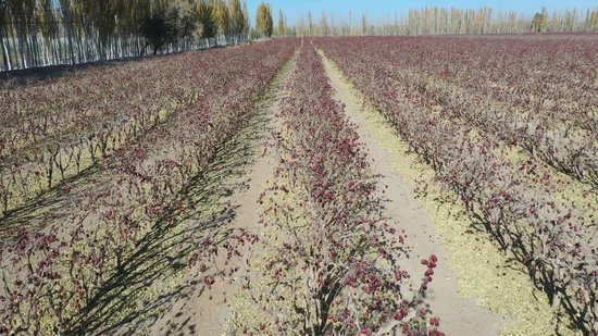 墨玉县红枣产业发展有效抑制沙漠化进程 （墨玉县融媒体中心供图）