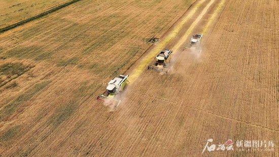  6月4日，大马力联合收割机在喀什地区巴楚县英吾斯塘乡协开尔巴格村收割冬小麦。阿布都艾尼·马木提 摄