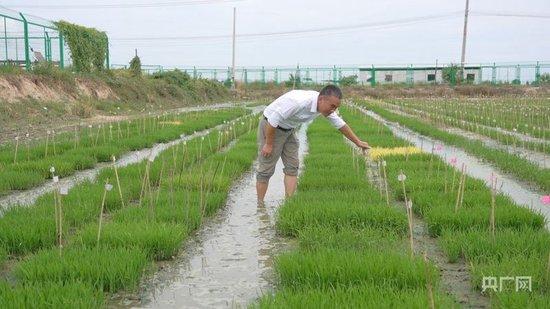 王仕明观察不同品种水稻的生长情况(央广网记者 索迪 摄)